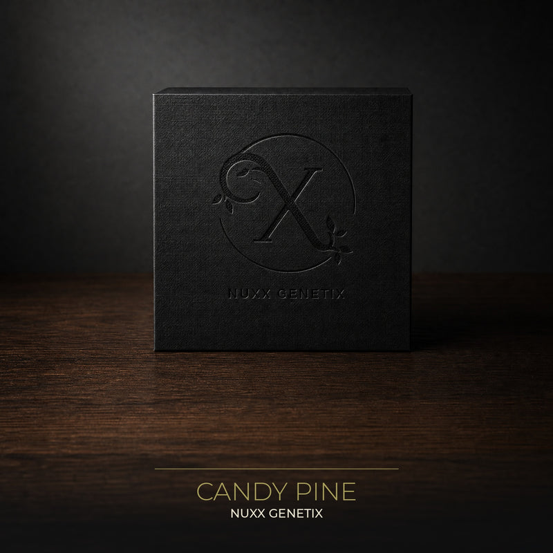 NUXX Candy Pine – Autoflower Cannabissamen, NUXX Genetix Verpackung